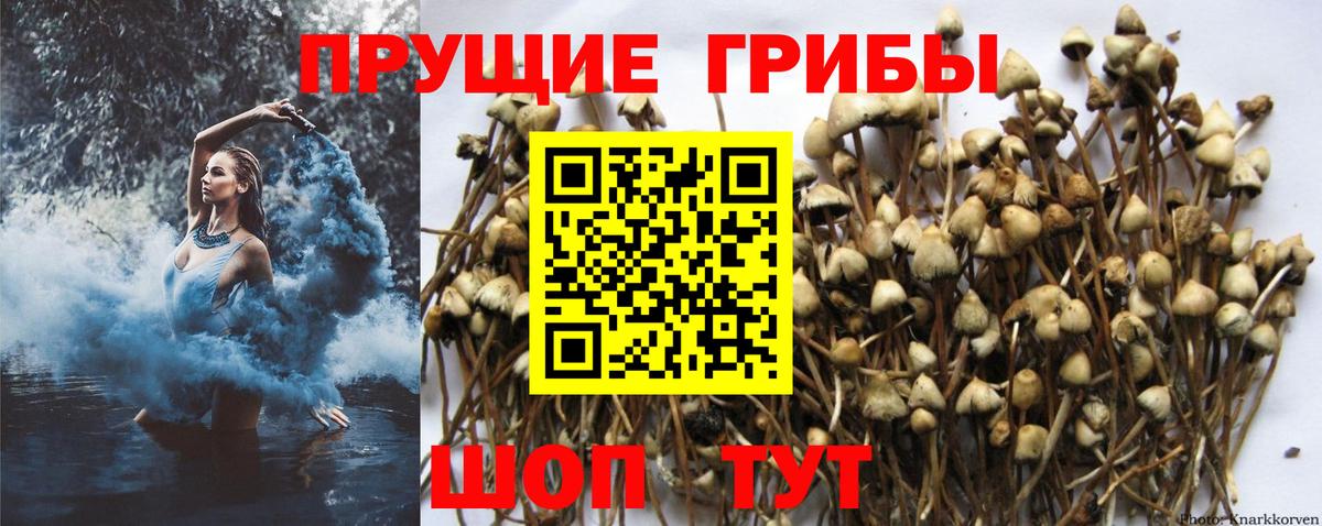 Псилоцибиновые грибы Psilocybe  Вход с VPN  Новочеркасск  Галлюциногенные грибы Psilocybine cubensis 